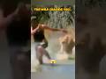 Lion Attack: Man Runs for His Life in Wild Chase – Unexpected Twist!
