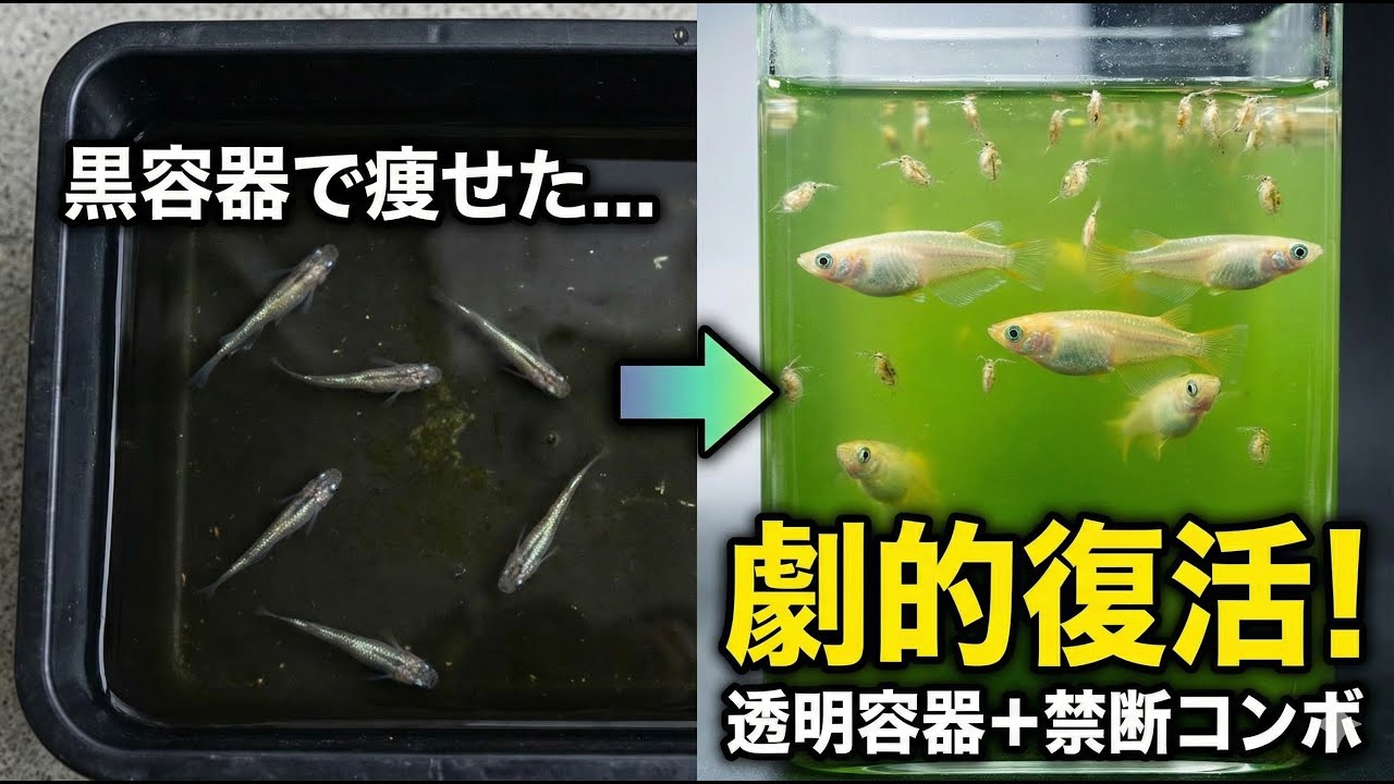黒容器で痩せたメダカが劇的復活！透明容器＋ミジンコ＆生クロレラの禁断コンボ