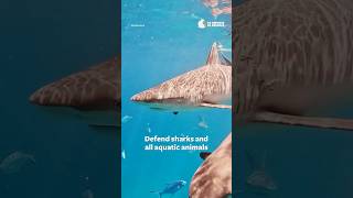 Protect Sharks in Crisis @IDAUSAvideo