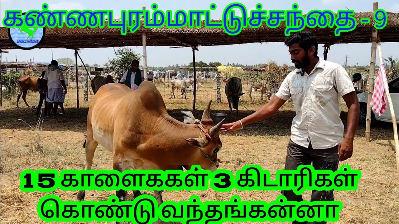 #கண்ணபுரம்மாட்டுச்சந்தை2023//15காளை3கிடாரிகள்கொண்டாந்தங்கன்னா#cow #bull #tiruppur #கண்ணபுரம்#viral