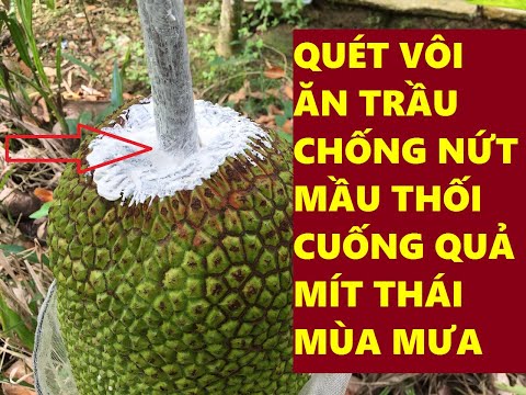 Quét Vôi Ăn Trầu Chống Nứt Mầu Thối Cuống Quả Mít Thái Mùa Mưa