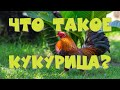 Что такое кукурица