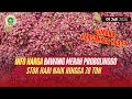 INFO HARGA BAWANG MULAI STABIL KEMBALI SOBAT TANI BAIK STOK MAUPUN HARGA🥳
