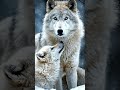 World beautiful animals watch it