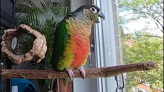 Sleepy Green Cheek Conure Sounds Parrot Soothing Himself to Sleep 💤 #greencheekconure #conuresounds