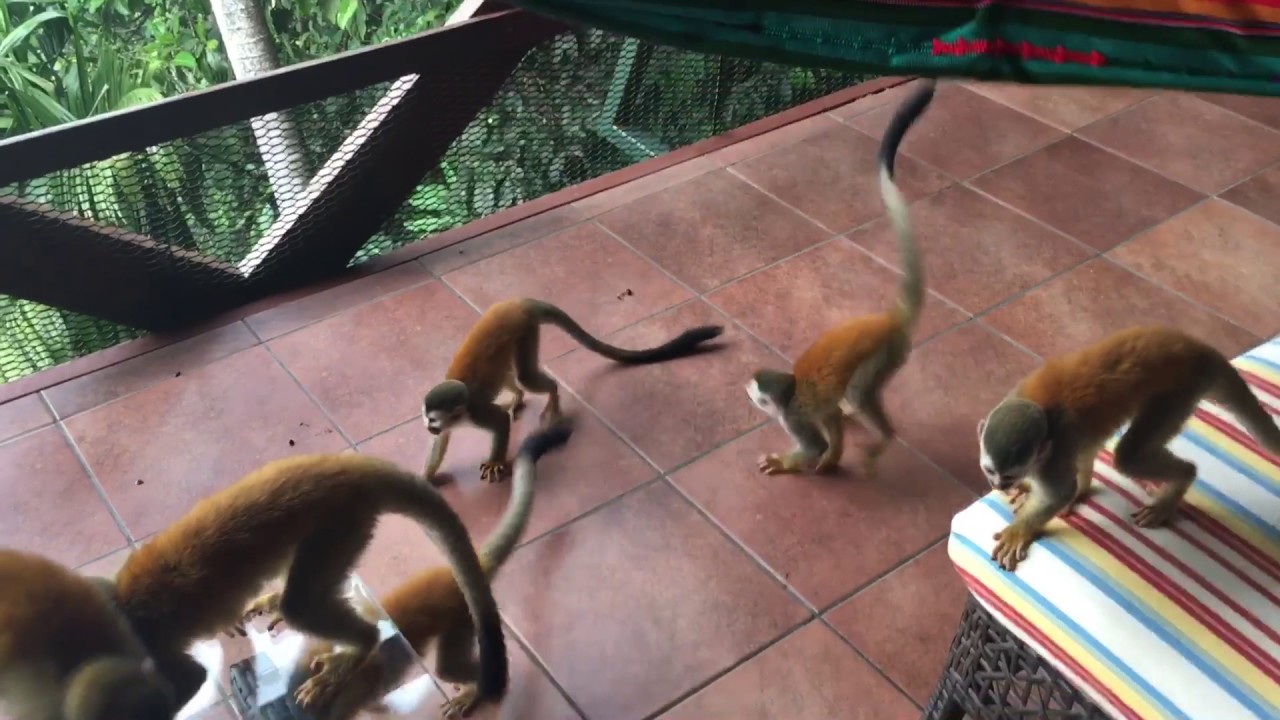 Monkey Happy Hour - YouTube