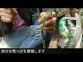 薔薇　挿し木のススメ　おさらい編