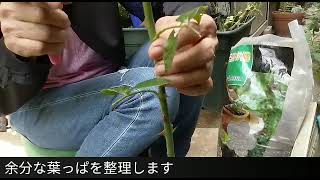 薔薇　挿し木のススメ　おさらい編
