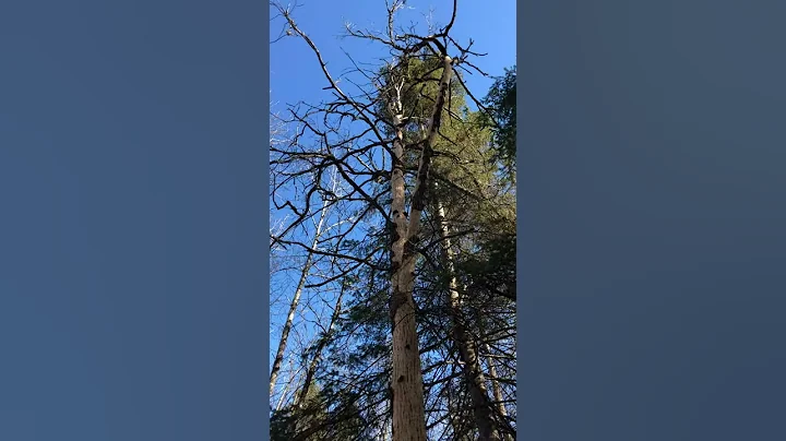 Porcupine vs oak tree Minnesota