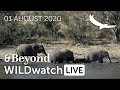 WILDwatch Live | 01 August, 2020 | Afternoon Safari | South Africa
