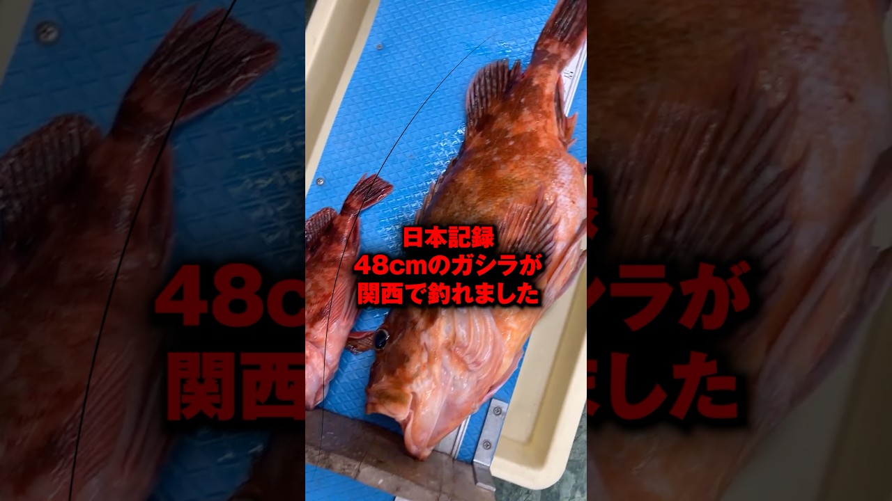 Japanese Record] A 48cm rockfish was caught in Kansai #shorts