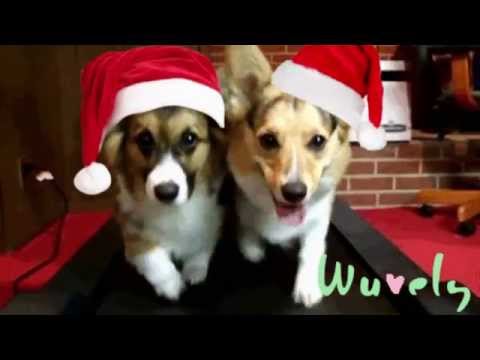 cute-christmas-animals