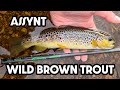 Fly fishing scotland  assynt wild brown trout  angling scotland