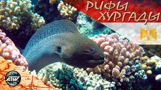 Рифы Хургады | ТОП красивых и интересных рифов - акула, наполеон и мурена | Красное море | Египет
