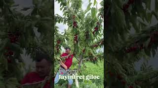 #fruit #shayxrahmatullohtermiziy #qashqirlarmakonipistirma #rek