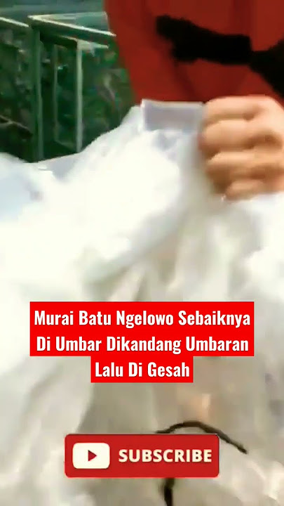 Murai Batu Ngelowo Sebaiknya Di Umbar Di kandang Umbaran Lalu Di Gesah.