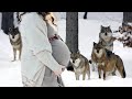 Wolf pack rescued a pregnant woman in a forest in winter. What happened to her shocked everyone!