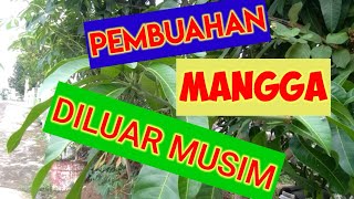 How to Fruit Mangoes Out of Season