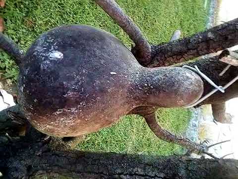 ჩემი სოფლის სახლი #2