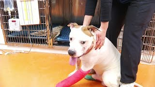 Bullet removed from dog after Giles County shooting