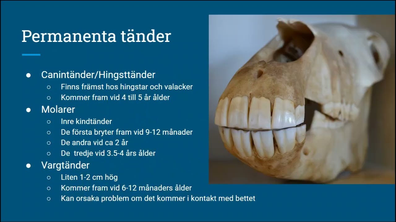 Hästens matsmältningssystem och foderrelaterade sjukdomar del 1 av 3 delar