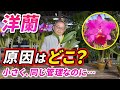 【洋蘭】なぜ差が出た？同じ管理で結果が分かれた原因とは？[orchid]Why the difference?@seedpot368 #sheath