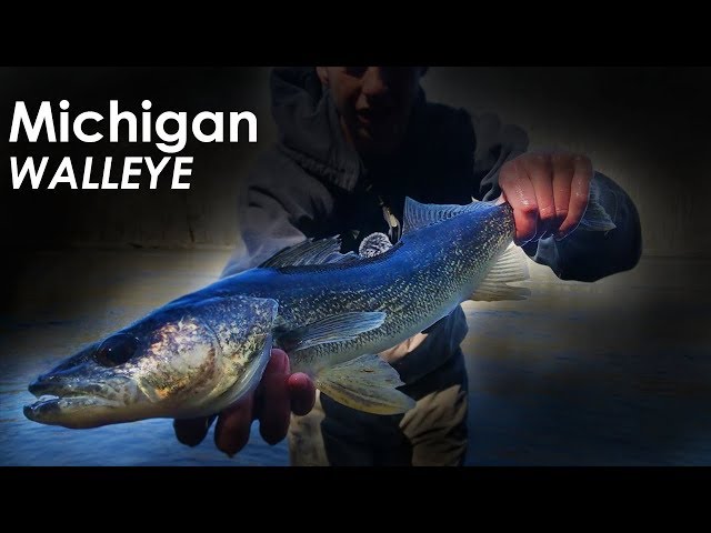 Slaying River Walleye FROM SHORE! - Michigan Walleye Opener 
