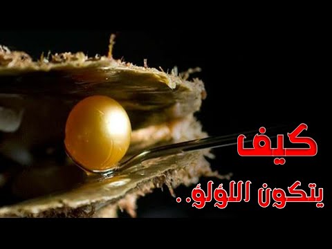 فيديو: أين ينمو larkspur؟