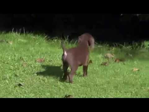 puppies-playing-on-the-grass-for-their-first-time!-cute-and-funny