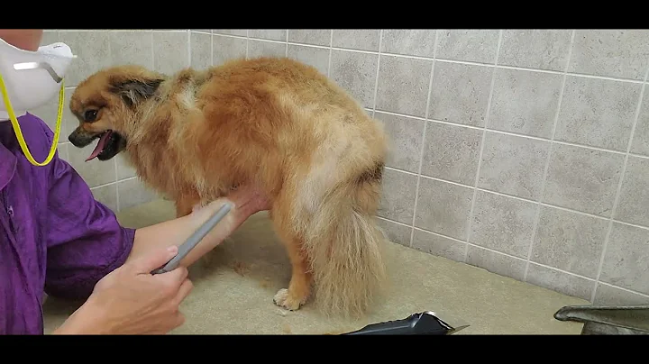How to groom a 3/4" blade length body cut on a Pomeranian/Shih-Tzu, scissor cut