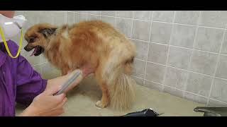 How to groom a 3/4' blade length body cut on a Pomeranian/ShihTzu, scissor cut