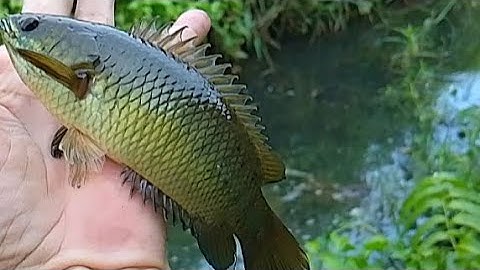 câu cá rô đồng/câu cá mùa nước nổi,dính toàn rô mề, giật run tay bừng bụt,#tanhungmientay #cauca