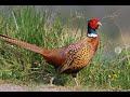 Охота на фазана в Кыргызстане #3