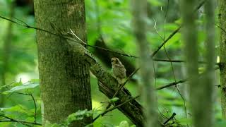 Рябчики Птенцы И Взрослые. Grouse Chicks And Adults.