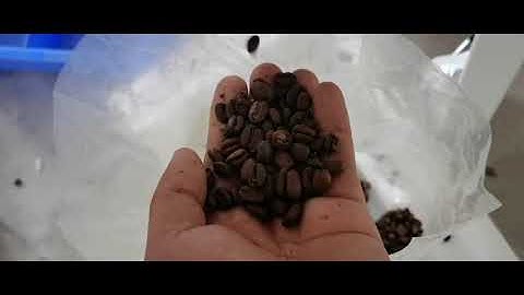 Q32 Coffee bean color sorter machine #coffee