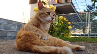 Relaxing Cat Video 161