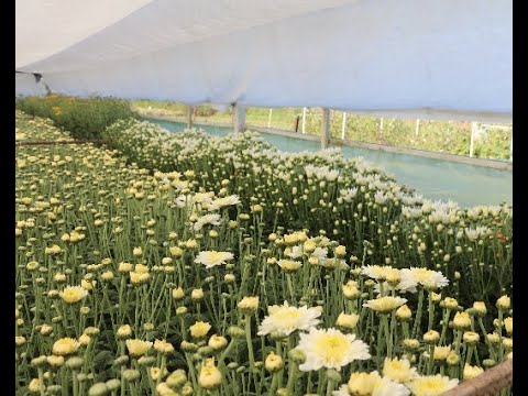Video: Xrizantema Tepada