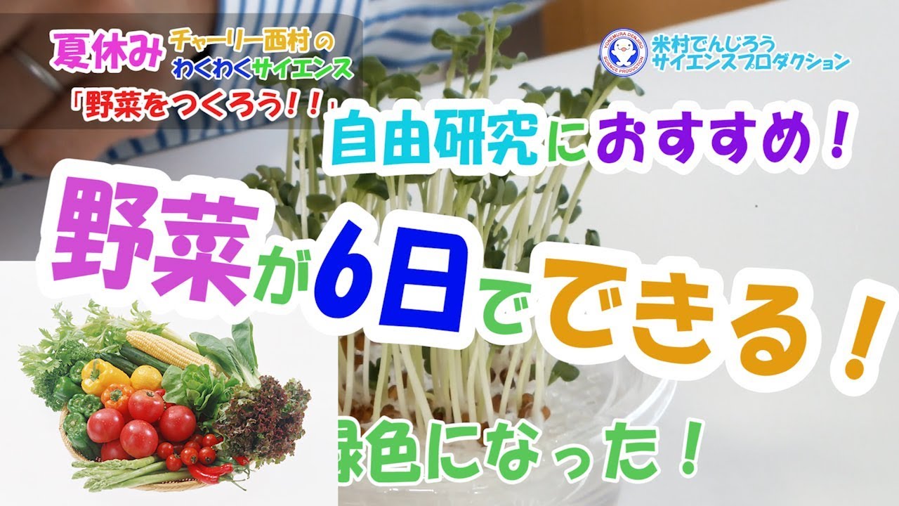 衝撃 たったの1週間で野菜ができる 自由研究におすすめ 水耕栽培 米村でんじろう 公式 Science Experiments Hydroponic Culture実験218 Youtube