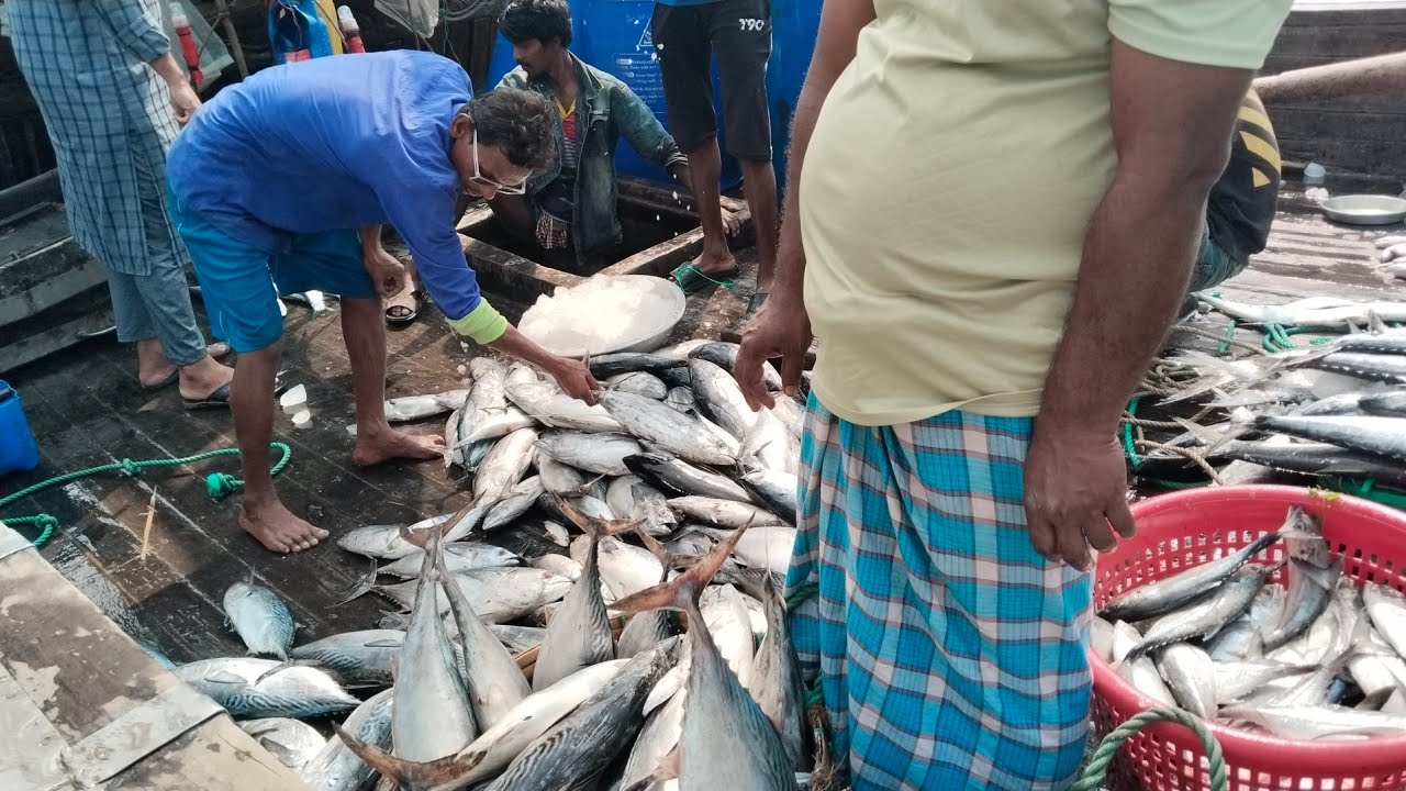 ফিশিং বোট থেকে মাছগুলো বিক্রির উদ্দেশ্যে তোলার ভিডিও #মাছ ফিশিং#fishing #fish #fishcatching 