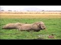Suspected Ivory dealer trial Kenya