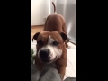 Staffordshire bull terrier vs coca cola funny dog 