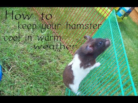 How to keep your hamster cool in warm weather