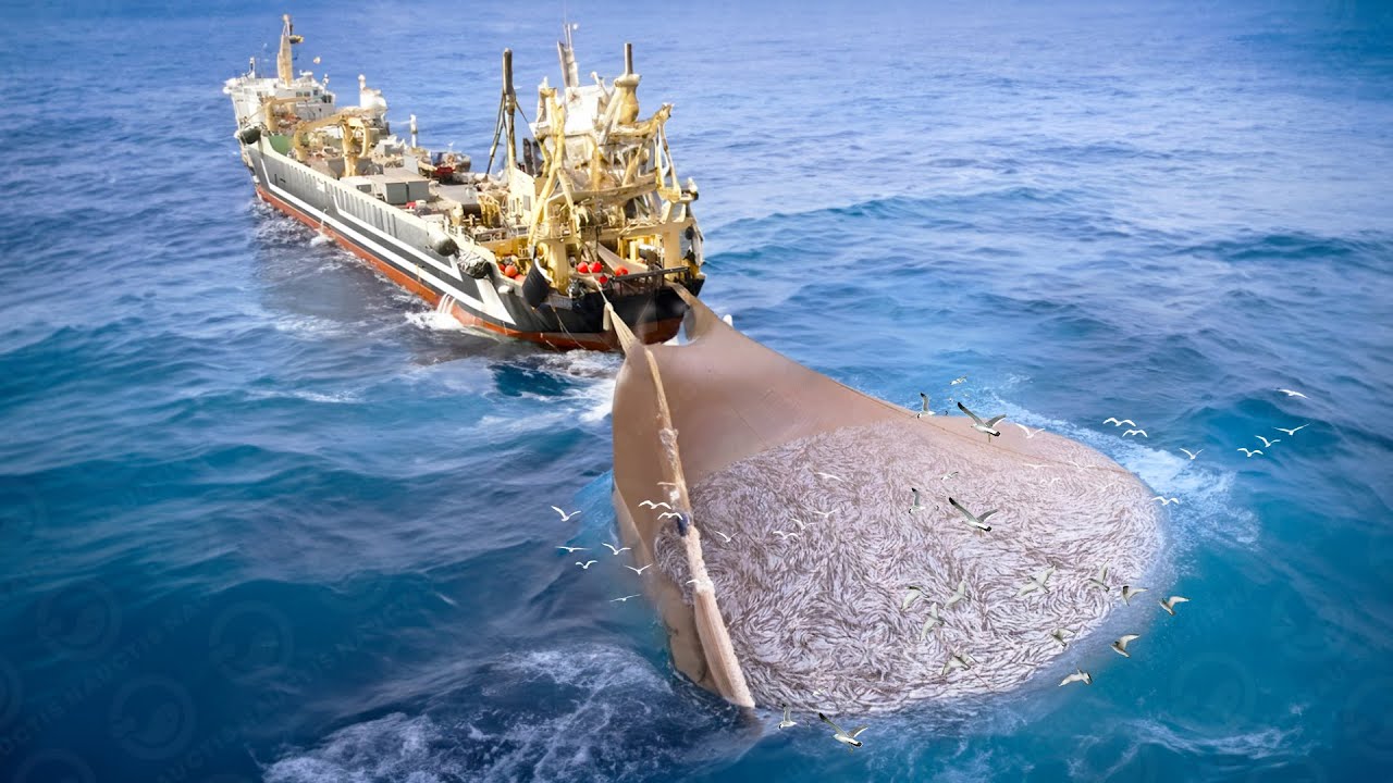 Unbelievable Big Catch: Look How World's Largest Fishing Boat Catch  Hundreds Tons of Fish At Sea 