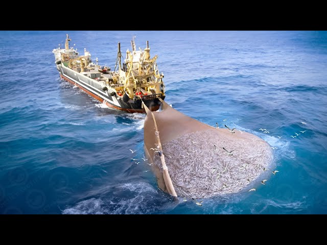 Unbelievable Big Catch: Look How World's Largest Fishing Boat Catch  Hundreds Tons of Fish At Sea 