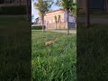 #kedi #cat #keşfetbeniöneçıkar #funny