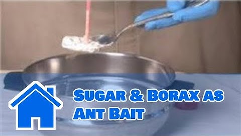 Pest Control Tips : Sugar & Borax as Ant Bait