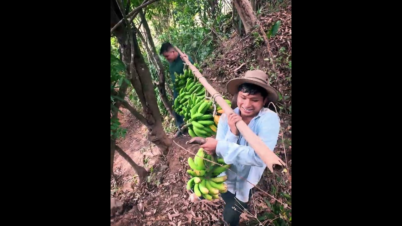 Todas estas racimas de guineo voy a llevar a la ciudad para mis Tías