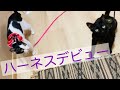 お散歩デビュー｜猫用品専門店ゴロニャン｜ハーネスレビュー