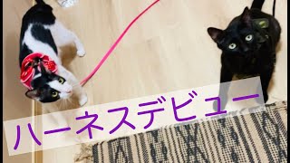 お散歩デビュー｜猫用品専門店ゴロニャン｜ハーネスレビュー