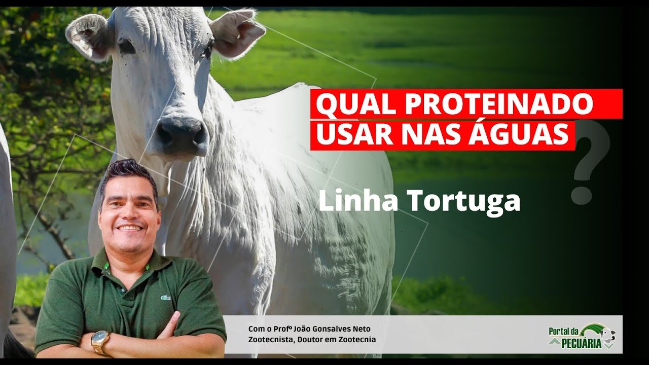 Qual proteinado usar nas águas ? Linha Tortuga